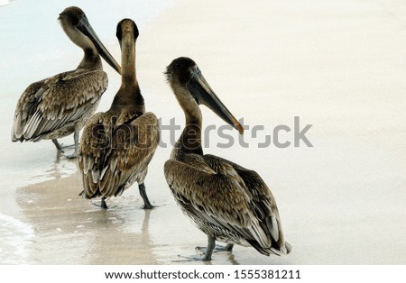 pelicans in water on tropical beach