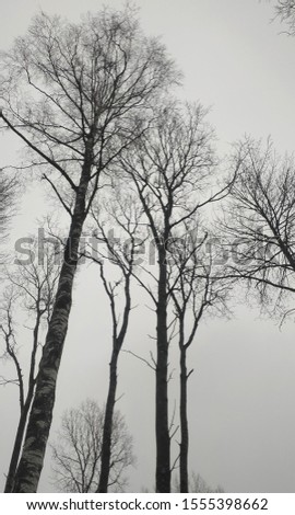 Silhouettes of bare trees against the gray sky. The black branches on the autumn background. Scandinavia. November. Forest. Monochrome. Late autumn landscape. Fall season. 