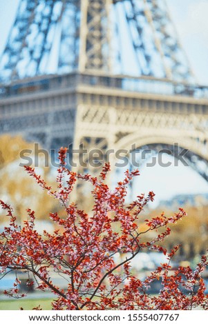 Cherry blossom flowers in full bloom with Eiffel tower in the background. Early spring in Paris, France