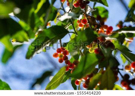 Red fruits of Elaeagnus umbellata or Japanese silverberry, known as umbellata oleaster or autumn olive, against background of green foliage. Selective focus. Nature concept for design