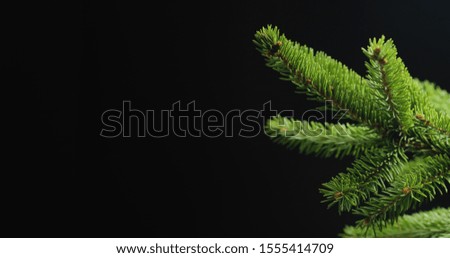 Green spruce branch on black background