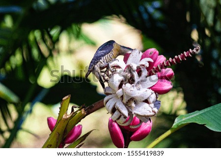 black cheeked woodpecker in the jungle