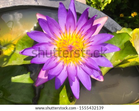 purple Water lilies Nymphaeaceae. The plant of water lily with rose petals.