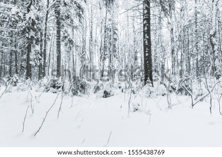 Snowy forest landscape at day. Blue toned natural winter background photo
