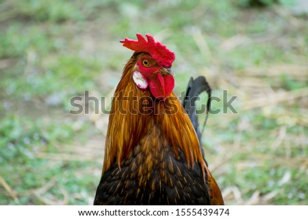 close up picture of rooster or cock