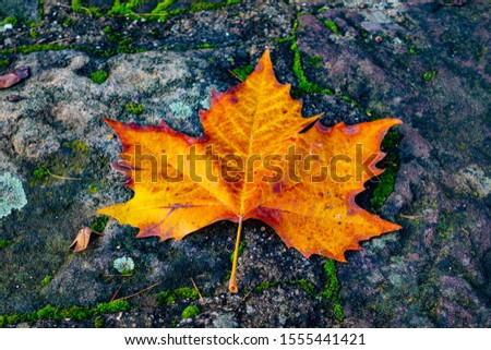 A fallen maple leaf on a stone in Marburg, Germany