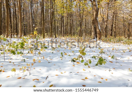 Green forest under snow on a sunny day. First snow on green leaves.