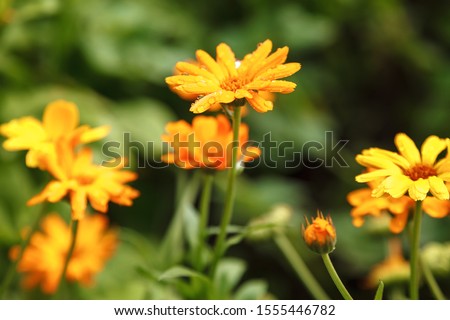 Fresh marigold flowers on a background of orchard.
