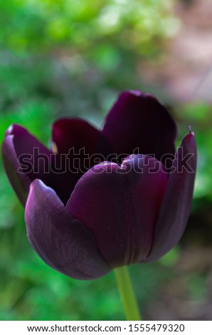 tulip blossom texture flower park nature fresh