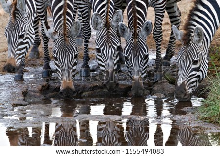 Zebras drinking water in Serengeti, Tanzania