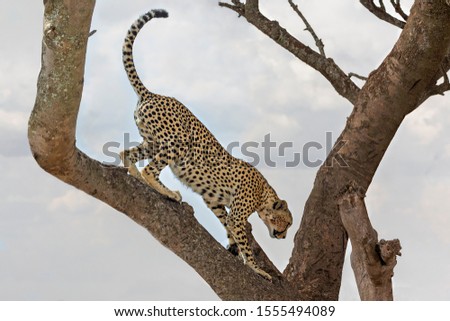 Cheetah in the tree in Serengeti, Tanzania