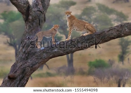 Cheetah and the cub in the tree in Serengeti, Tanzania
