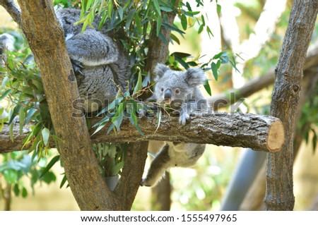 A cute baby koala bear hanging from a tree.