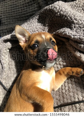 Pictures of my Boston Terrier Chihuahua mix 