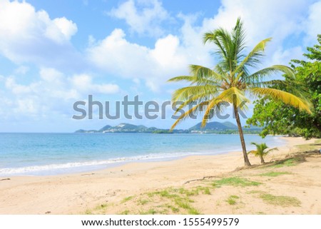 Vigie beach on a bright sunny summer's day with Trouya in the background crashing waves, white water sunny blue sky and endless sand with a young coconut tree and some green grass