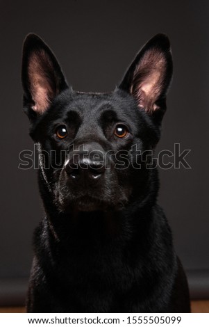 Neb of composed black smooth coated dog with big eras looking at camera on grey background