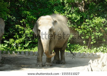 Asian elephant in the zoo.