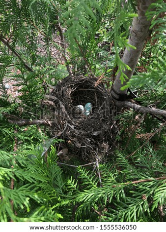 Birds tree forts are so cool