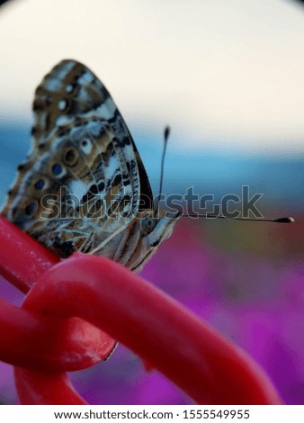 the butterfly alighted on an iron chain from front side view