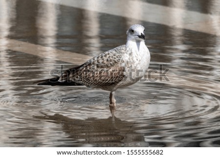 Seagull standing in the water