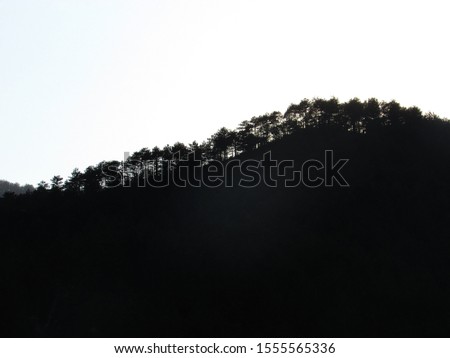A photo of the trees, placed on a moutain pictured while the sun was going down.