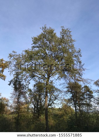 Oak tree during autumn, northern Italy