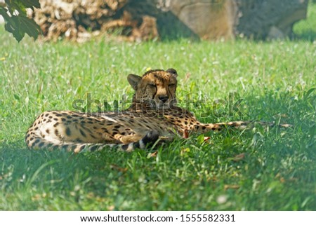 Cheetah (Acinonyx jubatus) relaxing in shade under tree