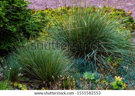 Festuca glauca in garden. Ornamental grasses and herbs in the garden.