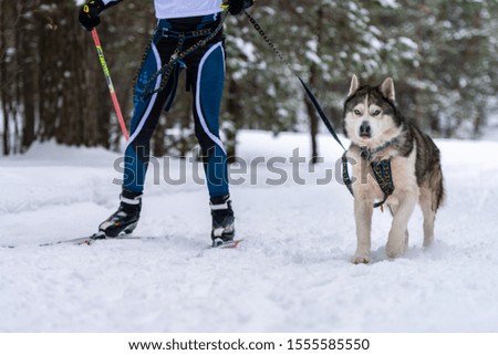 Sled dog skijoring. Husky sled dog pull dog driver. Sport championship competition.