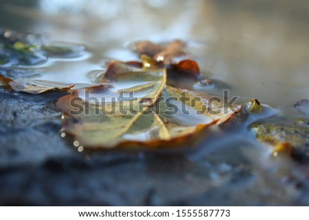 A closeup picture of a leaf in the water