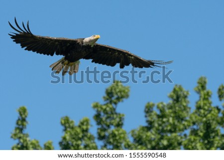 An American Bald Eagle in flight with with wings spread.