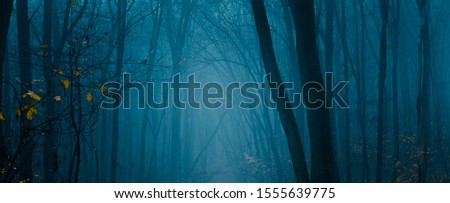 Dark autumn forest in blue tones. Wide angle horizontal shot of mysterious forest with rare yellow leaves.