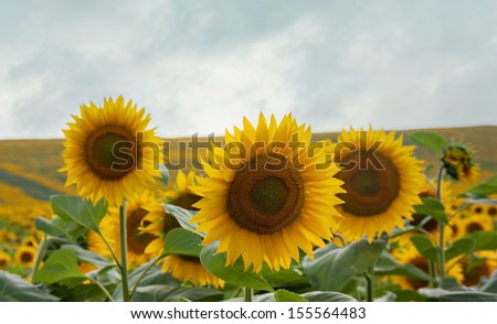 Ripe sunflowers in the fields