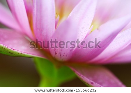 Lotus flower close up style 