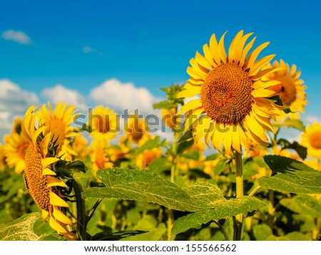 Beauty Sunflowers on the field, natural landscape