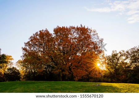 Old sugar maple in autumn sunshine