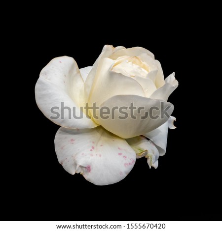 aged white rose blossom with red veins,rain drops macro,black background, fine art still life close-up of a single bloom with detailed texture