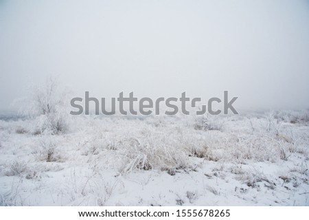 Winter landscape. Winter scene. Frozen meadow flower