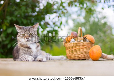 Beautiful cat and basket with forest mushrooms