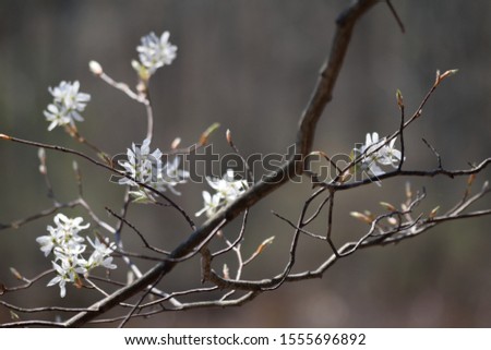 Depth of field photo of a blossoming tree.