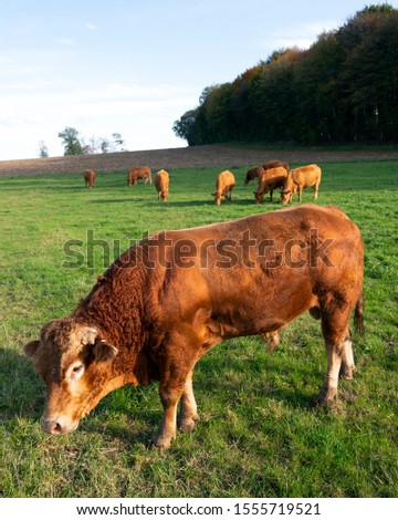 bull and limousin cows in backlit grassy green meadow landscape with forest in the background