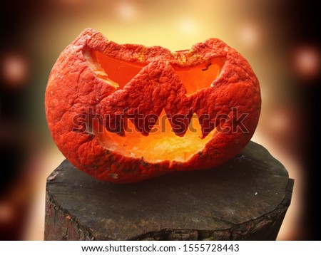 orange halloween pumpkin on black background