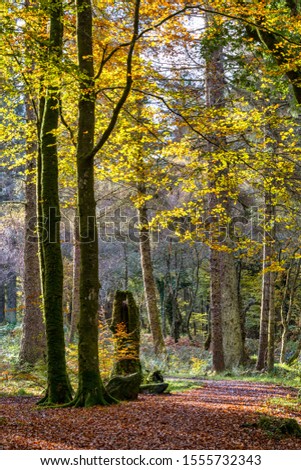 Sun is shining through trees in a Forest in Autumn.  This picture was taken in woods in the north west of Scotland