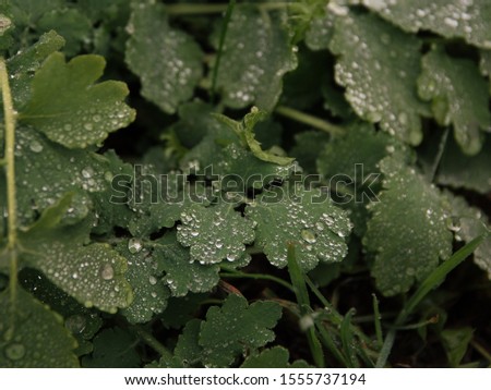 dew drops on green plants