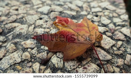 maple leaf on a stone wall