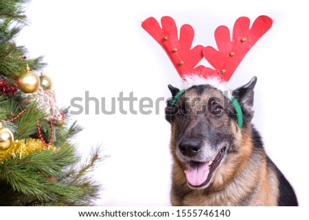 Close up portrait of funny beautiful dog wearing christmas deer costume, looking on camera, isolated on winter white background