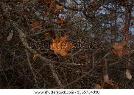 Fallen leaves, deep autumn, close up