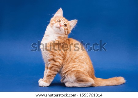 Sitting cute orange kitten looking up. Full face. Dark blue background. Isolated