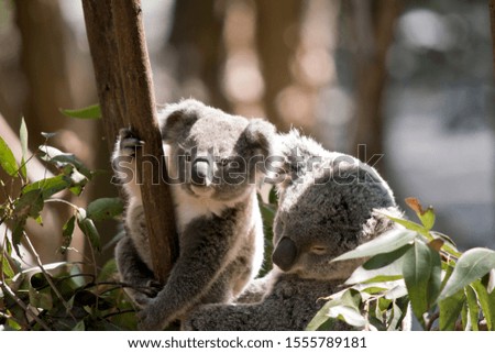 the mother koala and joey are in a gum tree