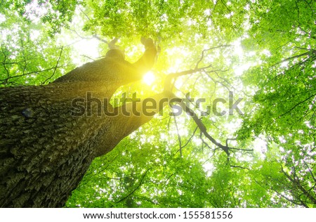 green forest  background in a sunny day Royalty-Free Stock Photo #155581556